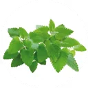 Feuilles vertes de cataire, une menthe au parfum doux