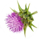 Capitule violet de chardon marie entouré de ses bractées piquantes