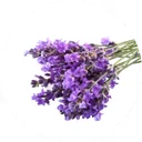 Bouquet de lavande fraîche en pleine floraison