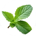 Feuilles vertes fraîches aux bords finement dentelés