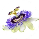 Fleur de passiflore épanouie, à la couronne de filaments violets et blancs