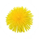 Fleur de pissenlit jaune photographiée à la verticale